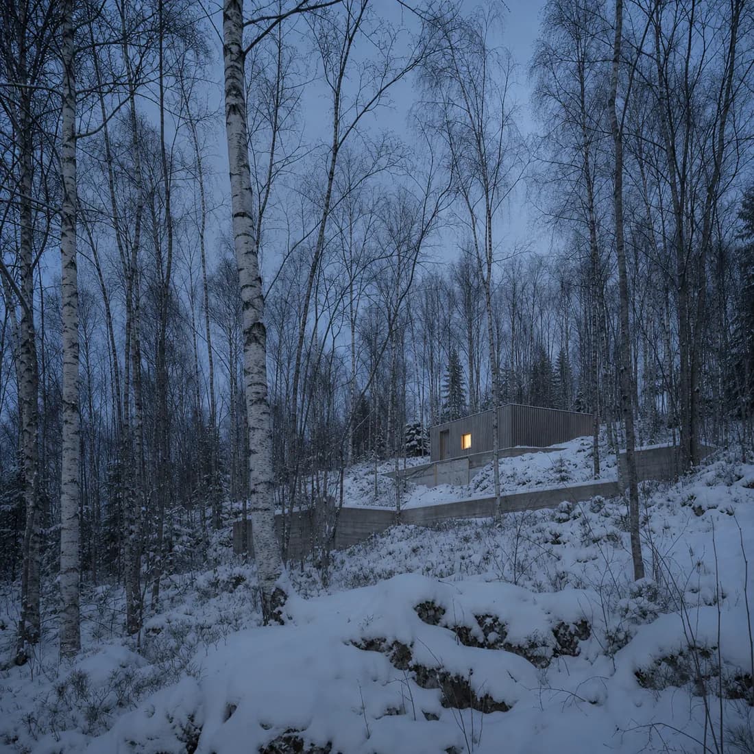 A small timber house almost lost in a birch forest at dusk, one window lit warm, the site dwarfing it