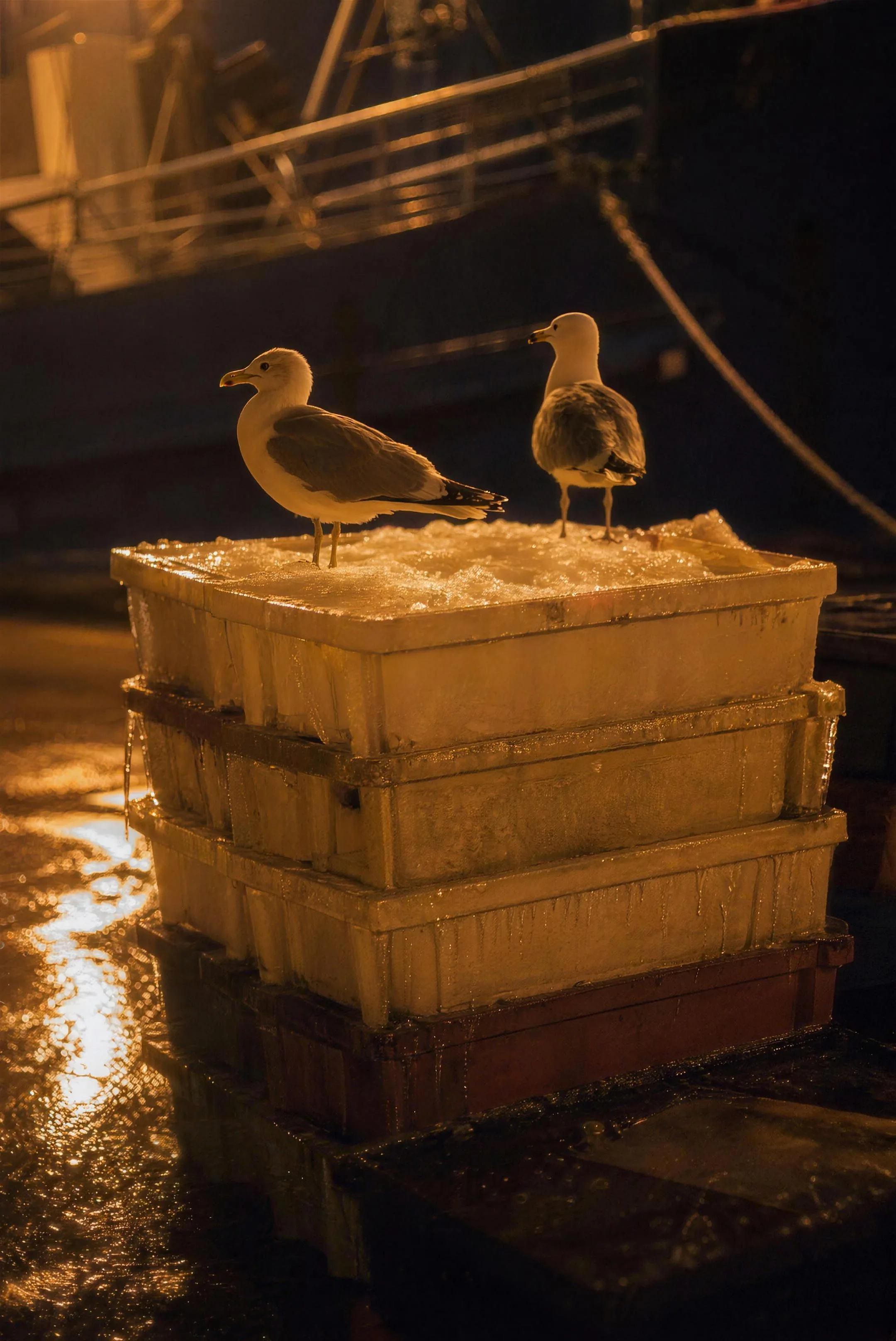 Stacked fish crates full of crushed ice glowing under amber sodium light, two gulls perched on the top crate, a dark hull out of focus behind